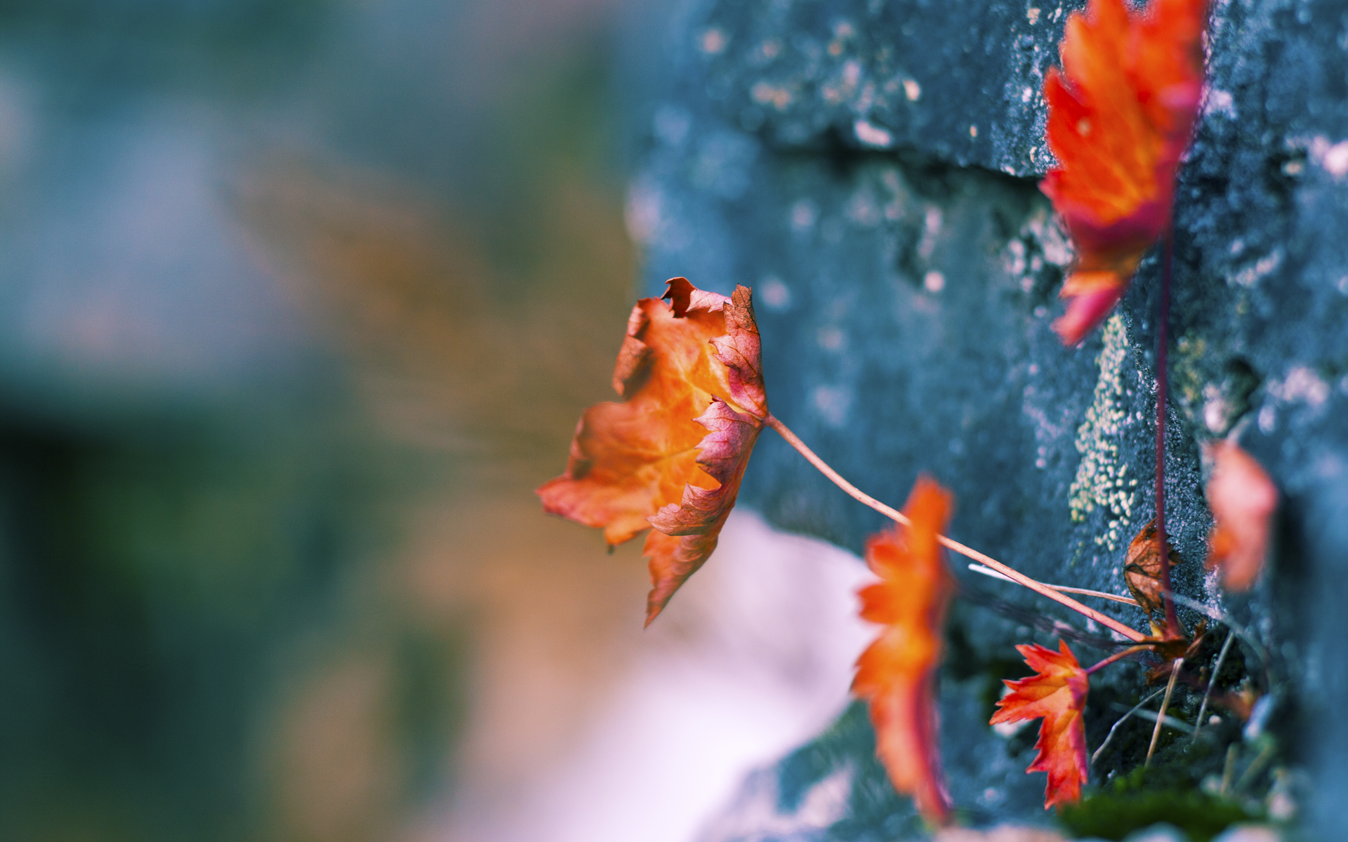 前段划水节奏快准稳，后段冲刺更从容，前划步后划步