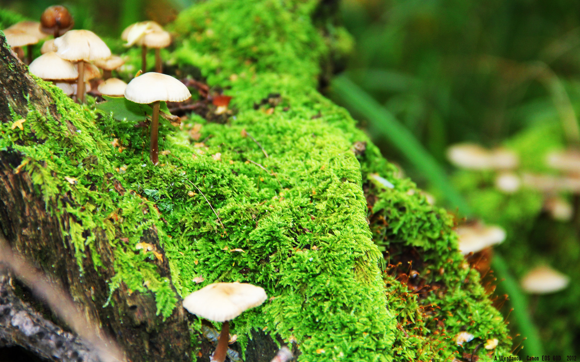 奥尔韦拉赛后分享训练心得与感受，奥拉维尔在纽约伦敦丹麦