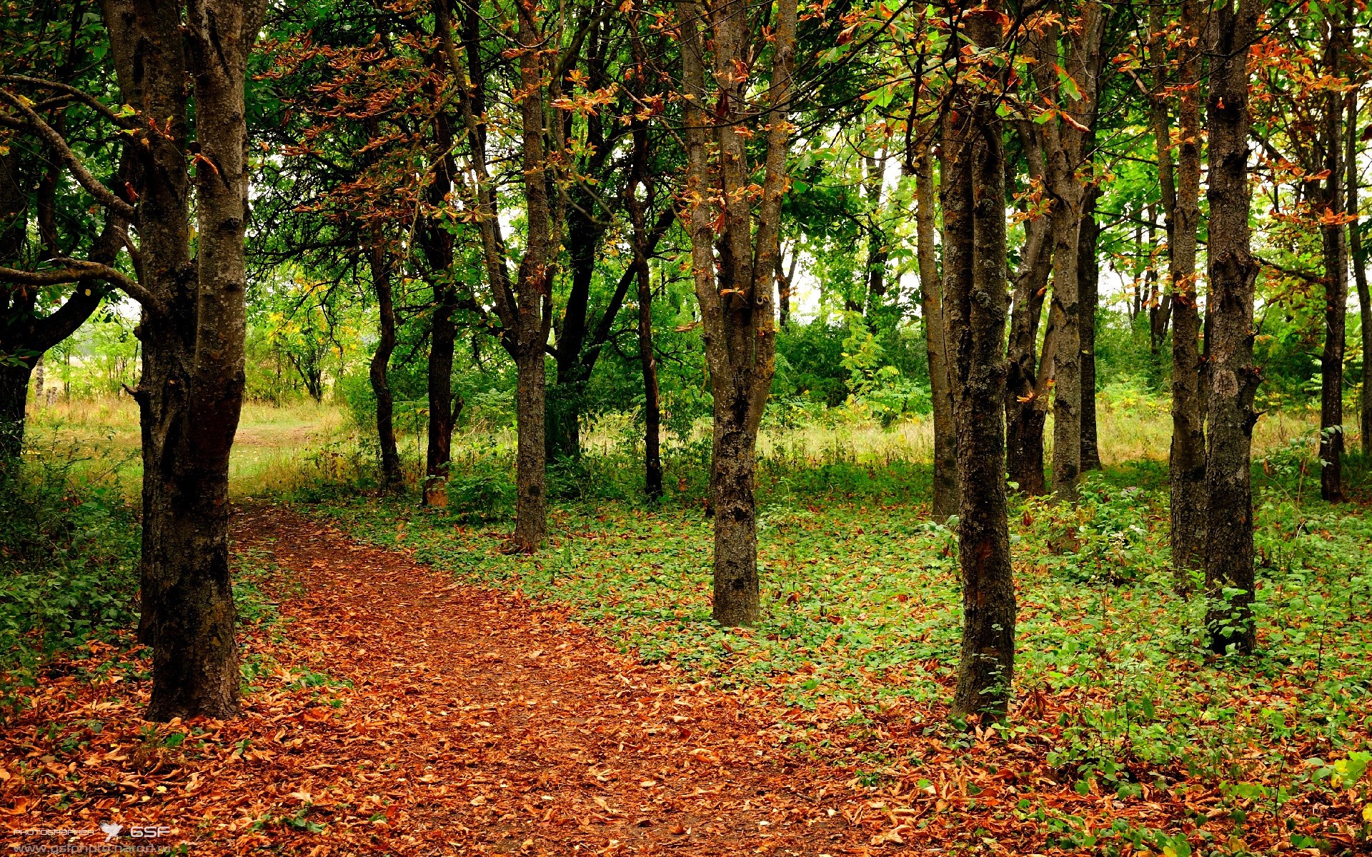 麦金托什女子800米自由泳表现无懈可击，加拿大游泳运动员麦金托什